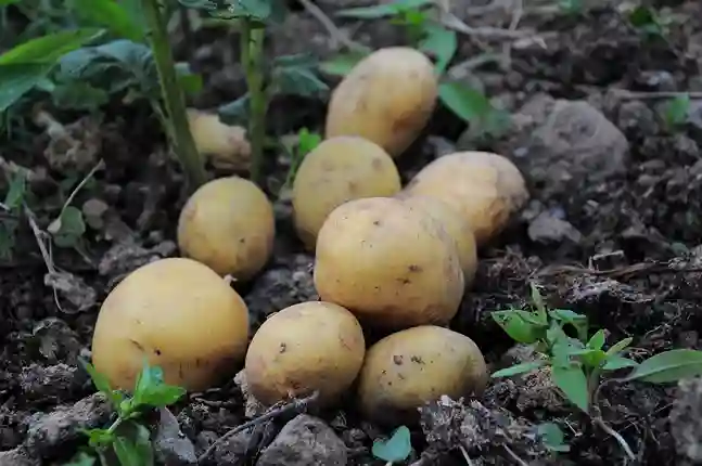 जाने आलू से गोरा कैसे हो